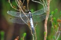 White-tailed Skimmer