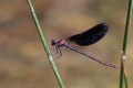 IMG_1668 Copper Demoiselle