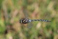 IMG_2094 Common Hawker