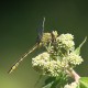 IMG_6486 Gomphus pulchellus