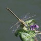 IMG_9766 Gomphus pulchellus