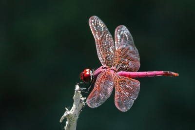 J01_3692 Trithemis annulata