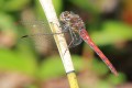 Island Darter