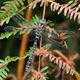 J01_0070 Aeshna juncea male