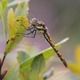 J01_0143 S striolatum nigrescens female