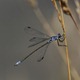 Dark Spreadwing 1