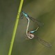 IMG_0668 Blue-tailed Damselflies in cop