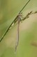 IMG_1017 Southern Emerald Damselfly