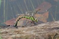 J01_0660 Southern Hawker ovipositing