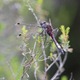 IMG_1576 Leucorrhinia pectoralis