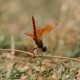 J01_1463 Brachythemis contaminata