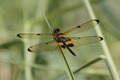 J01_1779 Rhyothemis phyllis