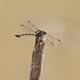 J01_1852 Ictinogomphus decoratus