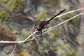 J01_2857 White-faced Darter