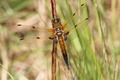 J01_2873 Four-spotted Chaser