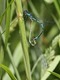 J01_3095 Variable Damselflies in cop