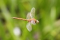 J01_3177 Norfolk Hawker in flight