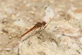 J01_2346-red-veined-darter