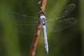 J01_3824 Southern Skimmer