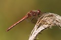 J01_4261 Common Darter