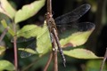 J01_4289 Migrant Hawker female