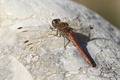 J01_4587 Common Darter