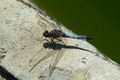 P1030292 Black-tailed Skimmer