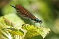 J14_0599 Calopteryx virgo male