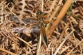 J14_0626 Libellula quadrimaculata