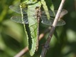 J14_1218 Gomphus pulchellus