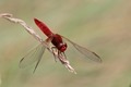 J14_1226 Crocothemis erythraea