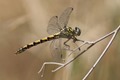 J14_1299 Onychogomphus forcipatus female