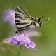 J14_1393 Scarce Swallowtail