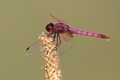 J14_1460 Trithemis annulata