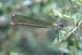 J14_1489 Calopteryx xanthostoma