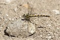 J14_1517 Onychogomphus uncatus