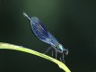 J15_1009 Calopteryx splendens