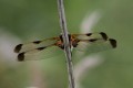 J15_3101-Libellula-quadrimaculata.jpg