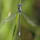 J15_3149 Lestes dryas male