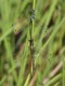 J15_3153-Lestes-dryas-in-tandem.jpg