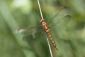 J15_3070 Orthetrum coerulescens immature male