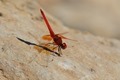 J15B0312 Trithemis kirbyi male