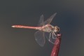 J15B0345 Sympetrum sinaiticum male