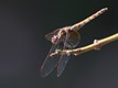 J15B0380 Trithemis annulata female