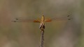 J15B0404 Trithemis kirbyi female