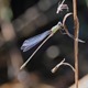 _MG_7477  Lestes viridis