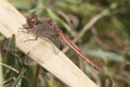 J15_3339 January Common Darter