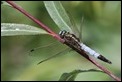 J16_1346 Orthetrum albistylum