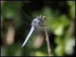 J16_1737 Orthetrum brunneum