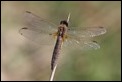 J16_1806 Crocothemis erythraea